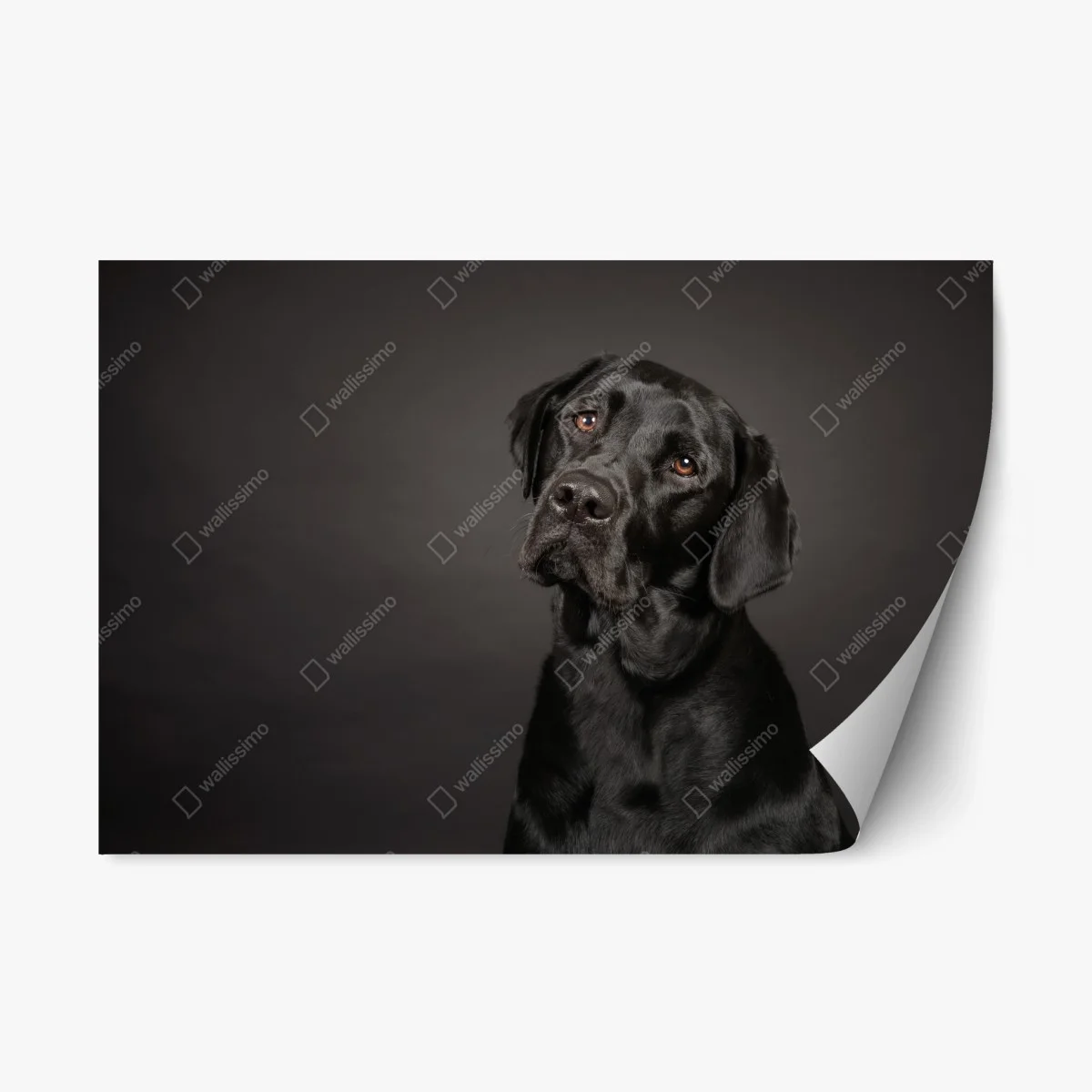Pegatina reposicionable mirada noble de labrador negro – Pixers® Pegatina reposicionable mirada noble de labrador negro – Pixers®
