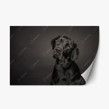 Pegatina reposicionable mirada noble de labrador negro – Pixers®