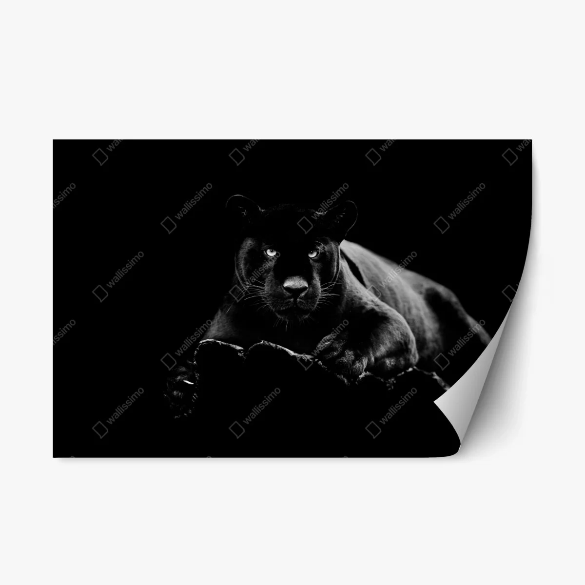 Pegatina reposicionable pantera negra en penumbra – Pixers® Pegatina reposicionable pantera negra en penumbra – Pixers®