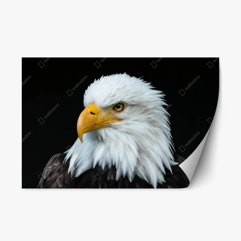 Pegatina reposicionable perfil majestuoso del águila calva