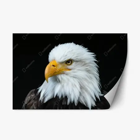 Pegatina reposicionable perfil majestuoso del águila calva – Pixers®