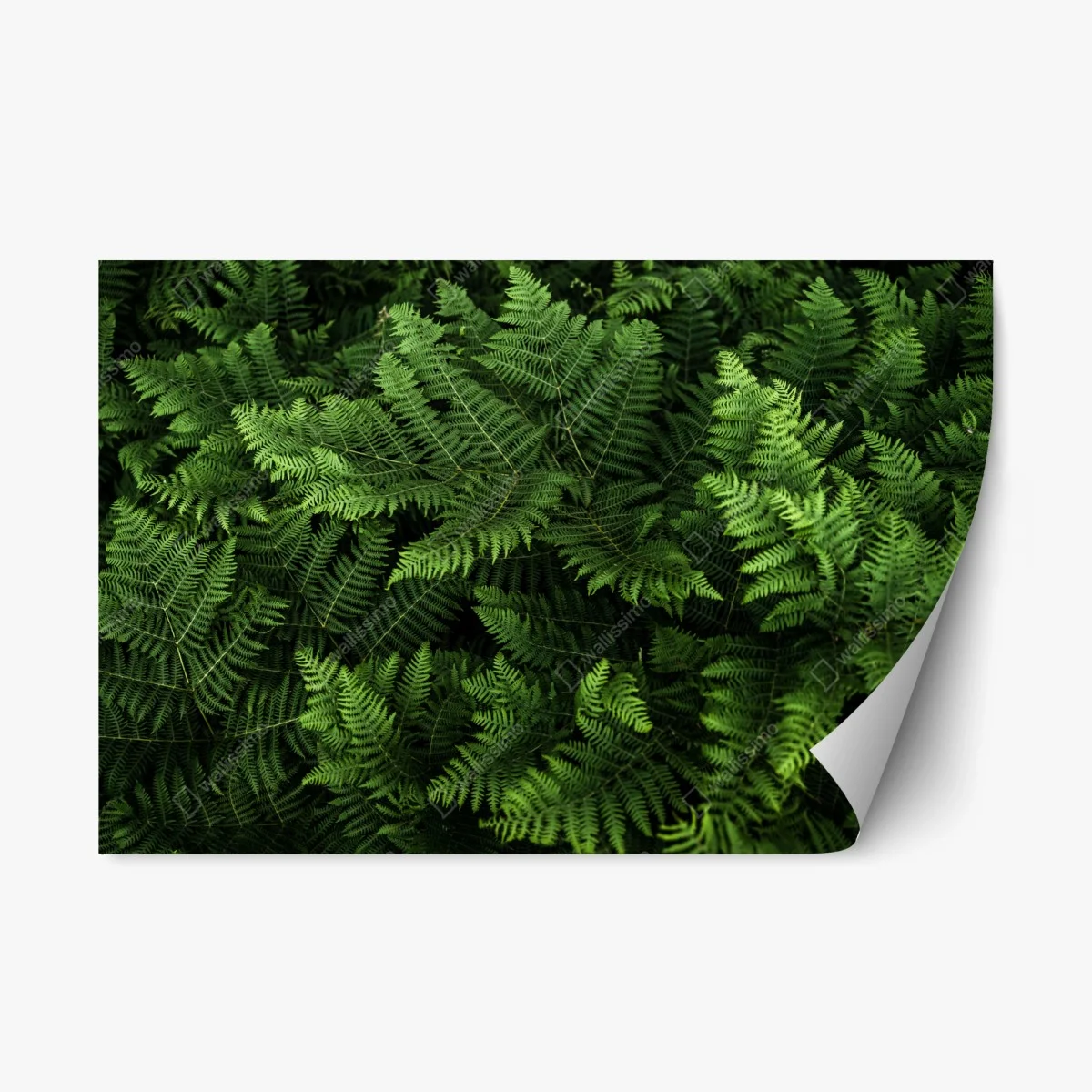 Pegatina reposicionable manto de helechos verdes – Pixers® Pegatina reposicionable manto de helechos verdes – Pixers®