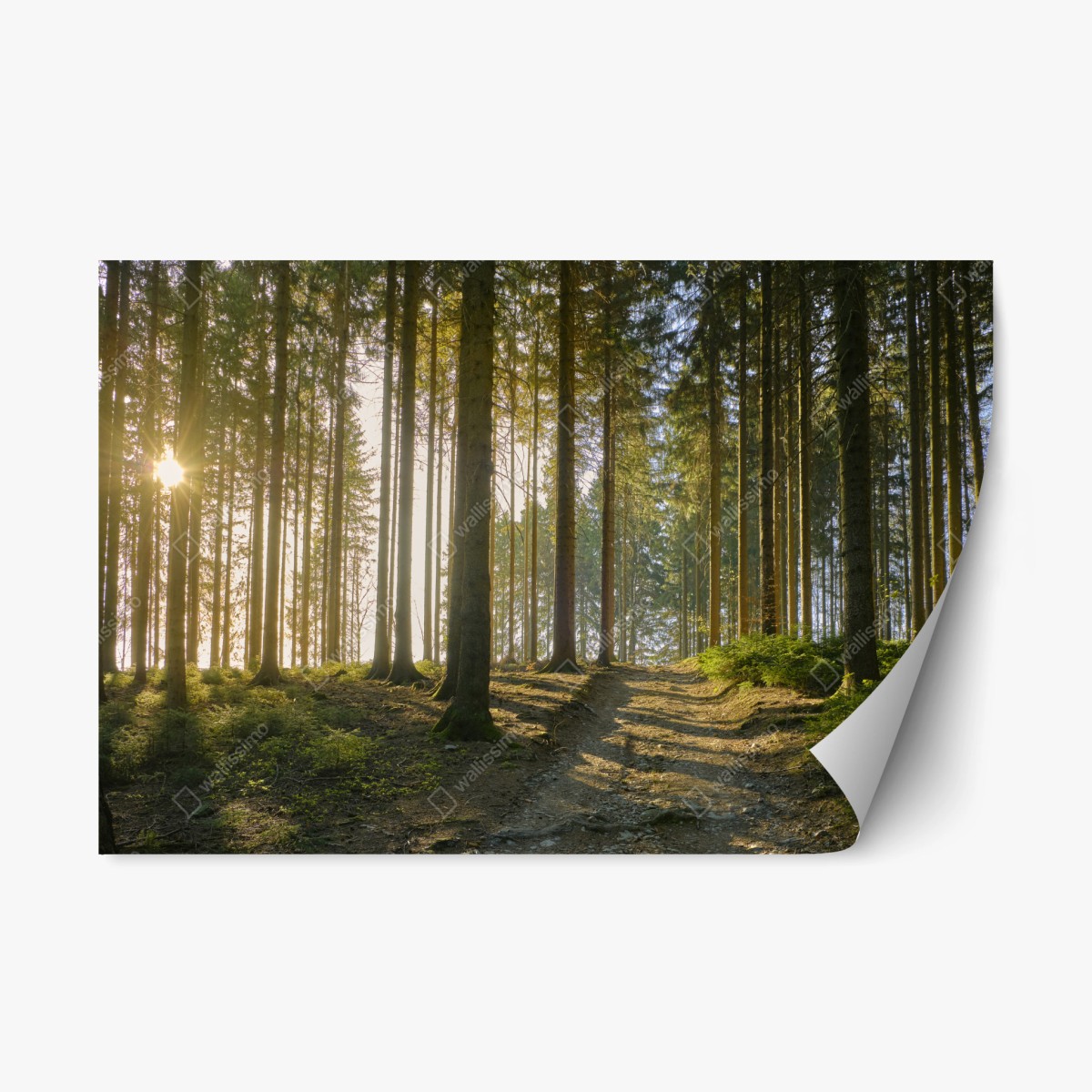 Pegatina reposicionable bosque iluminado al amanecer – Pixers®