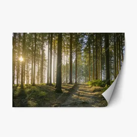 Pegatina reposicionable bosque iluminado al amanecer – Pixers®