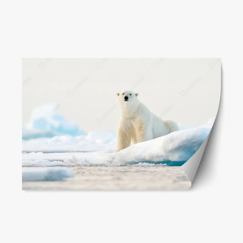 Pegatina reposicionable oso polar en el hielo de Svalbard