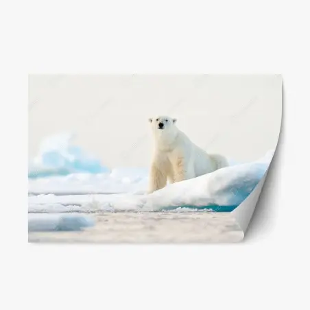 Pegatina reposicionable oso polar en el hielo de Svalbard – Pixers®