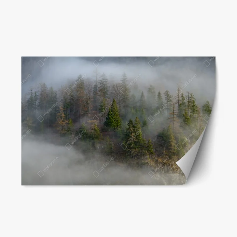 Pegatina reposicionable neblina en el bosque alpino