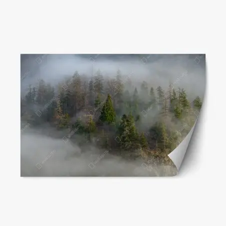 Pegatina reposicionable neblina en el bosque alpino – Pixers®