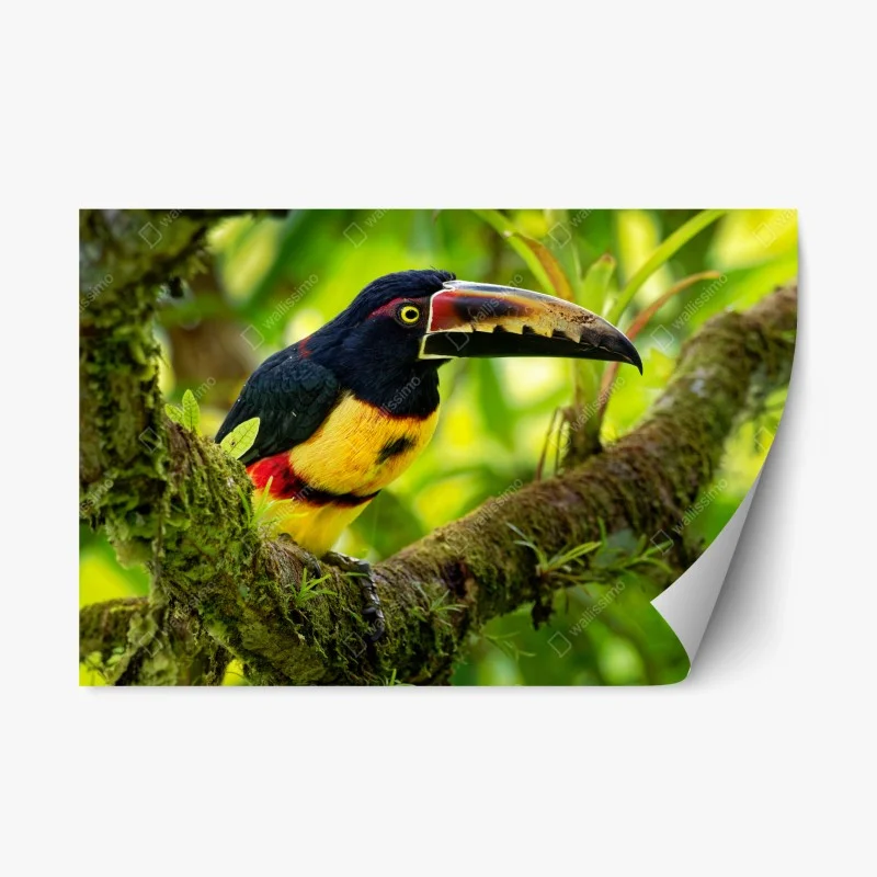 Pegatina reposicionable aracari collarejo en rama