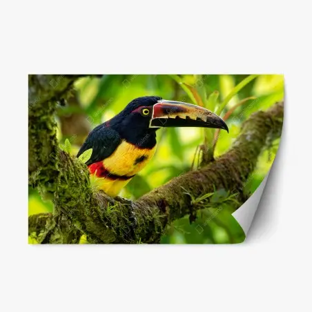 Pegatina reposicionable aracari collarejo en rama – Pixers®