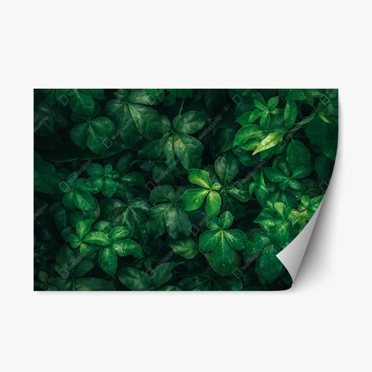 Pegatina reposicionable follaje verde profundo con gotas de lluvia – Pixers®