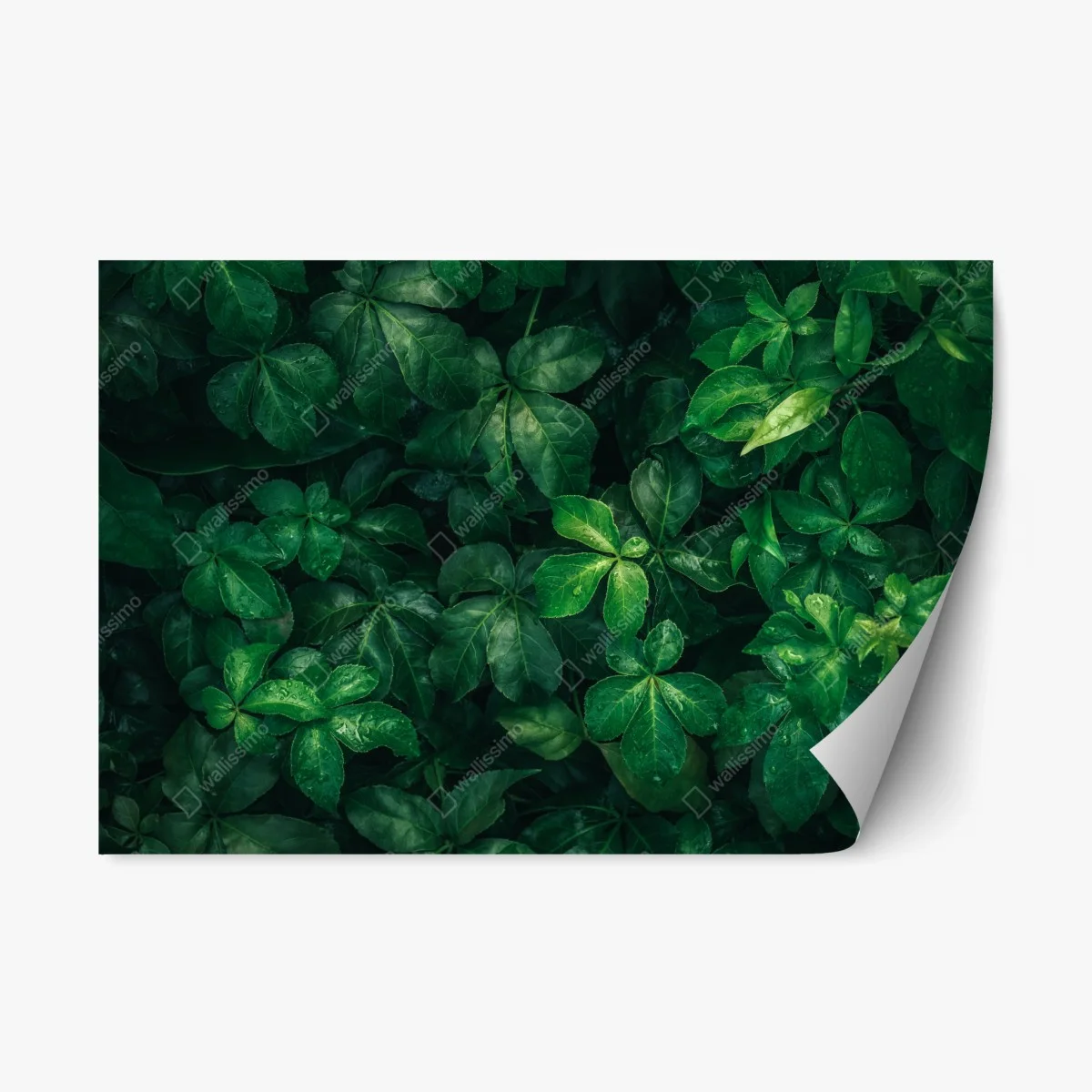 Pegatina reposicionable follaje verde profundo con gotas de lluvia – Pixers® Pegatina reposicionable follaje verde profundo con gotas de lluvia – Pixers®