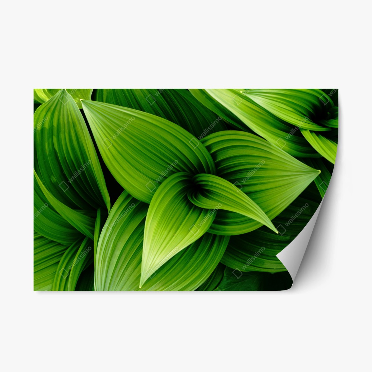 Pegatina reposicionable follaje verde en capas – Pixers®