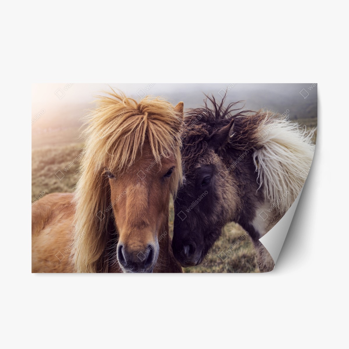 Pegatina reposicionable mirada cercana: caballos en la niebla de Islas Feroe – Pixers®