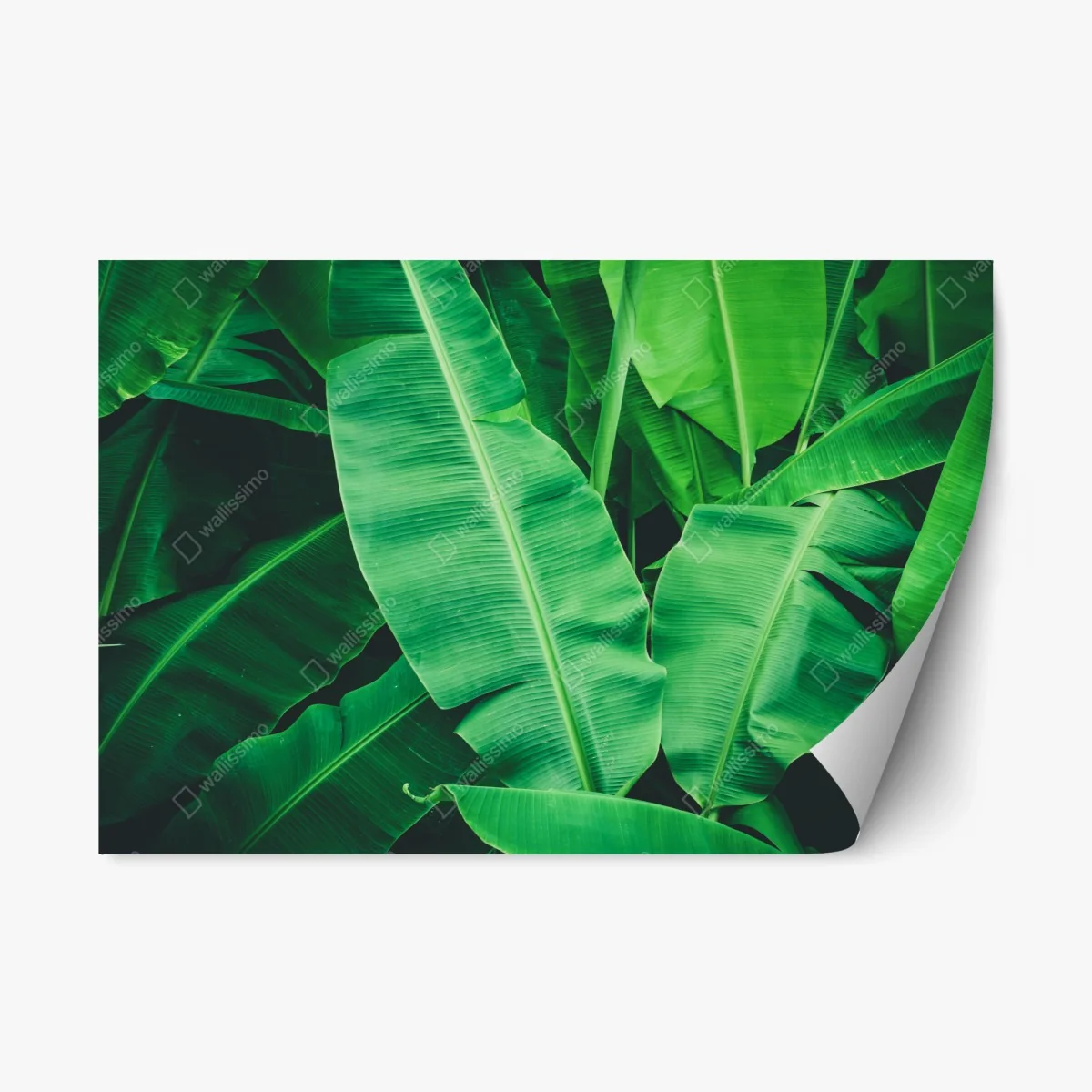 Pegatina reposicionable hojas de plátano tropicales en verde intenso – Pixers® Pegatina reposicionable hojas de plátano tropicales en verde intenso – Pixers®