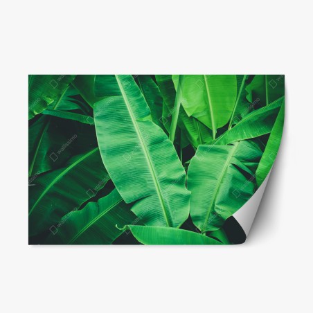 Pegatina reposicionable hojas de plátano tropicales en verde intenso – Pixers®