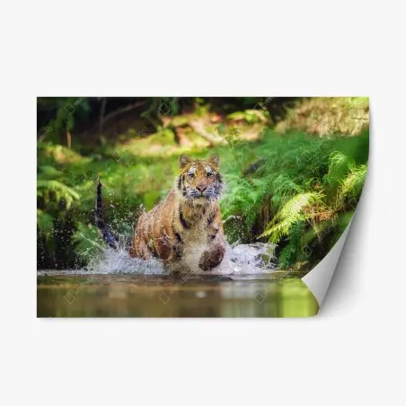 Pegatina reposicionable tigre en movimiento entre agua y bosque – Pixers®