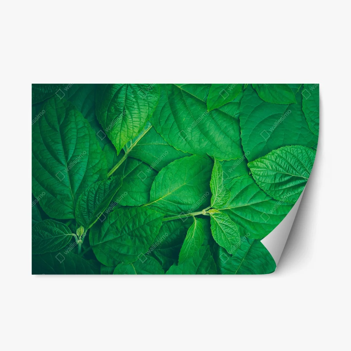 Pegatina reposicionable textura de hojas verdes – Pixers® Pegatina reposicionable textura de hojas verdes – Pixers®