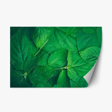 Pegatina reposicionable textura de hojas verdes – Pixers®