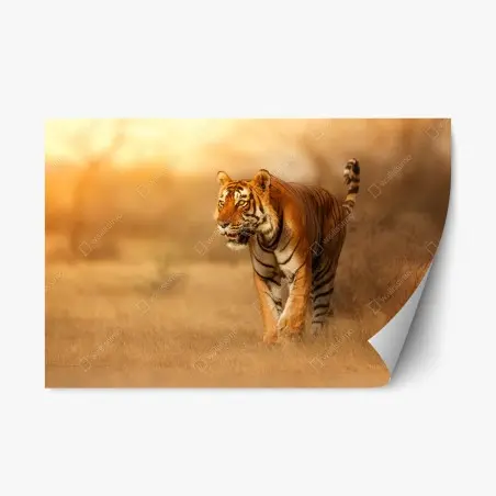 Pegatina reposicionable tigre en la luz dorada del atardecer – Pixers®