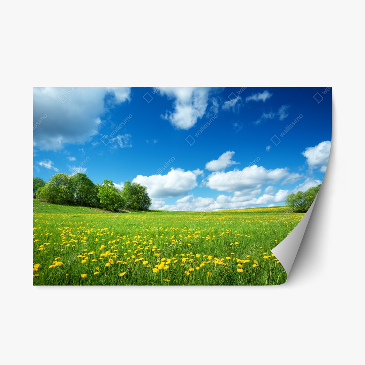 Pegatina reposicionable pradera de dientes de león bajo cielo azul – Pixers®