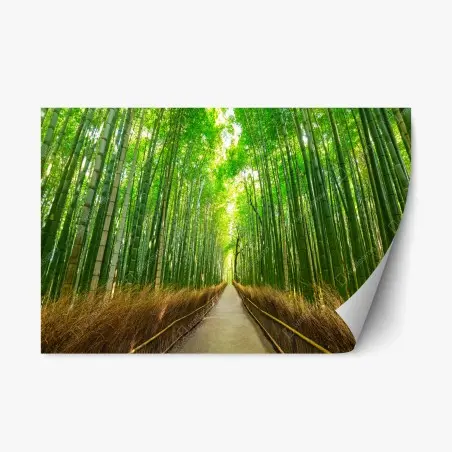 Pegatina reposicionable paseo sereno en el bosque de bambú de Arashiyama, Kyoto – Pixers®