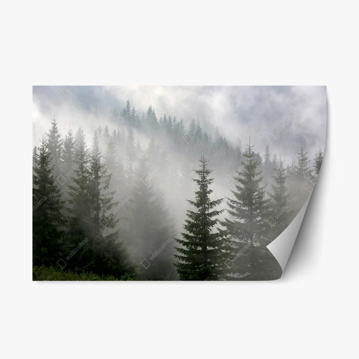 Pegatina reposicionable bosque de pinos en niebla matinal – Pixers® Pegatina reposicionable bosque de pinos en niebla matinal – Pixers®