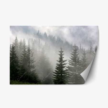 Pegatina reposicionable bosque de pinos en niebla matinal – Pixers®