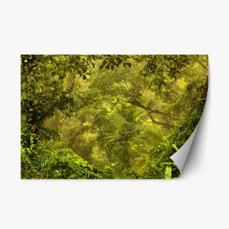 Pegatina reposicionable amanecer dorado en la selva de Cairns – Pixers®