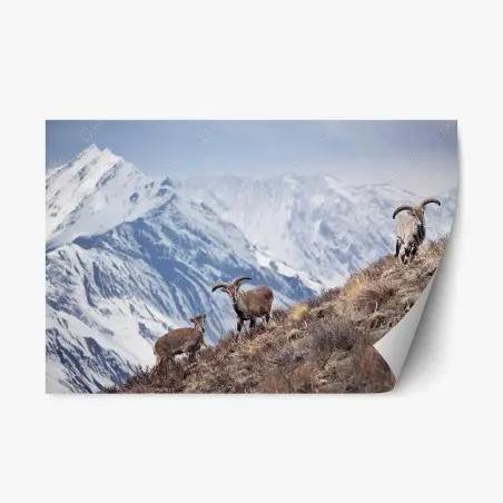 Pegatina reposicionable serenidad en las alturas de Manang, Himalayas – Pixers®