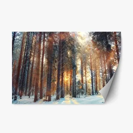 Pegatina reposicionable amanecer invernal en el bosque – Pixers®