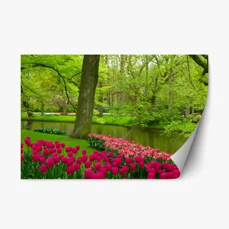 Pegatina reposicionable tulipanes junto al canal en primavera – Pixers®