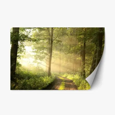 Pegatina reposicionable amanecer en el sendero del bosque – Pixers®