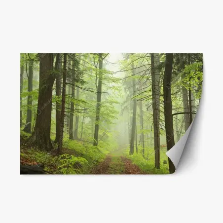 Pegatina reposicionable sendero en bosque brumoso – Pixers®
