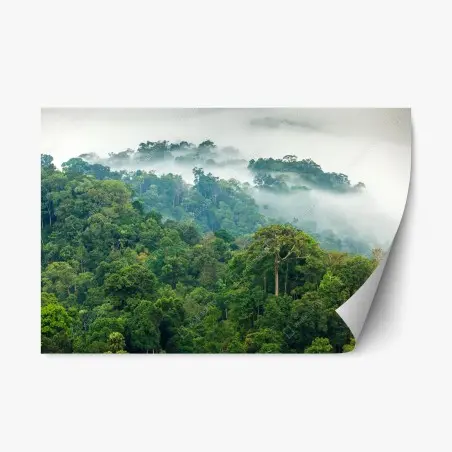 Pegatina reposicionable niebla matutina en el bosque tropical de Kaeng Krachan – Pixers®