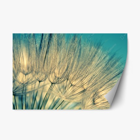 Pegatina reposicionable sutileza azul de diente de león en primer plano – Pixers®