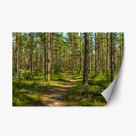 Pegatina reposicionable camino sereno entre pinos en Suecia – Pixers®