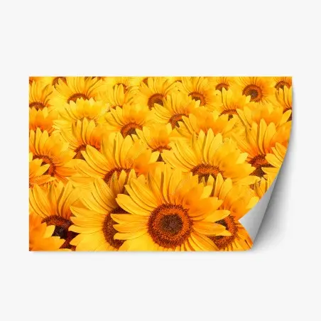 Pegatina reposicionable girasoles radiantes para decoración – Pixers®