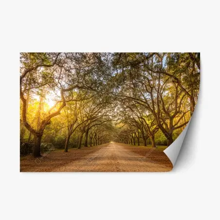 Pegatina reposicionable avenida de robles en Savannah al atardecer – Pixers®