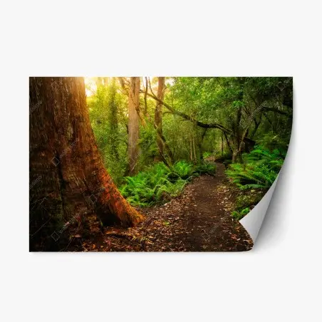Pegatina reposicionable sendero ancestral en la jungla jurásica de la península de Tasman, Tasmania – Pixers®