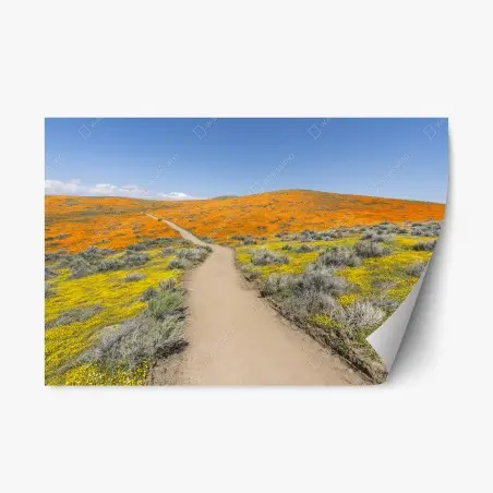 Pegatina reposicionable camino entre amapolas en California del Sur – Pixers®
