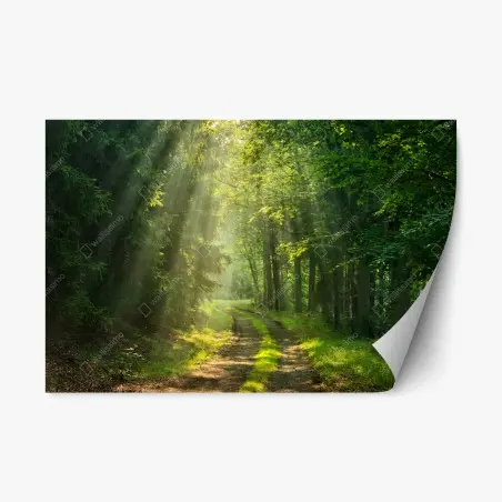 Pegatina reposicionable sendero iluminado en el bosque – Pixers®