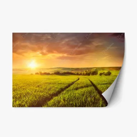 Pegatina reposicionable puesta de sol dorada sobre el campo – Pixers®