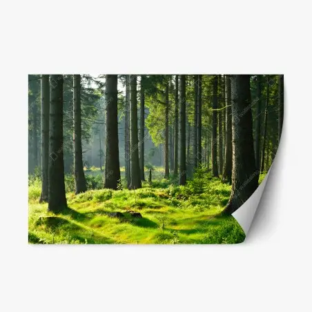 Pegatina reposicionable bosque verde iluminado al amanecer – Pixers®