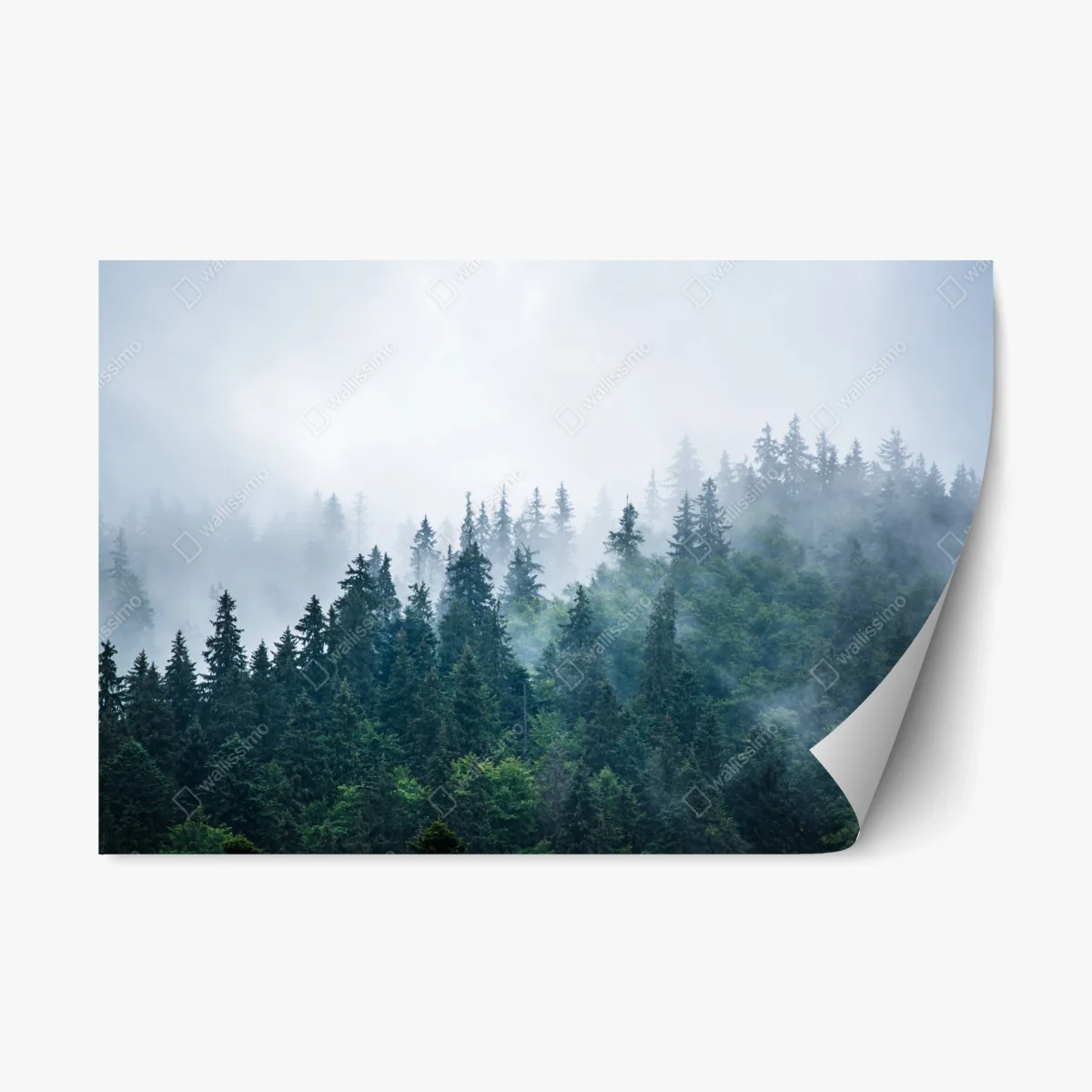Pegatina reposicionable bosque entre la niebla y los pinos – Pixers® Pegatina reposicionable bosque entre la niebla y los pinos – Pixers®