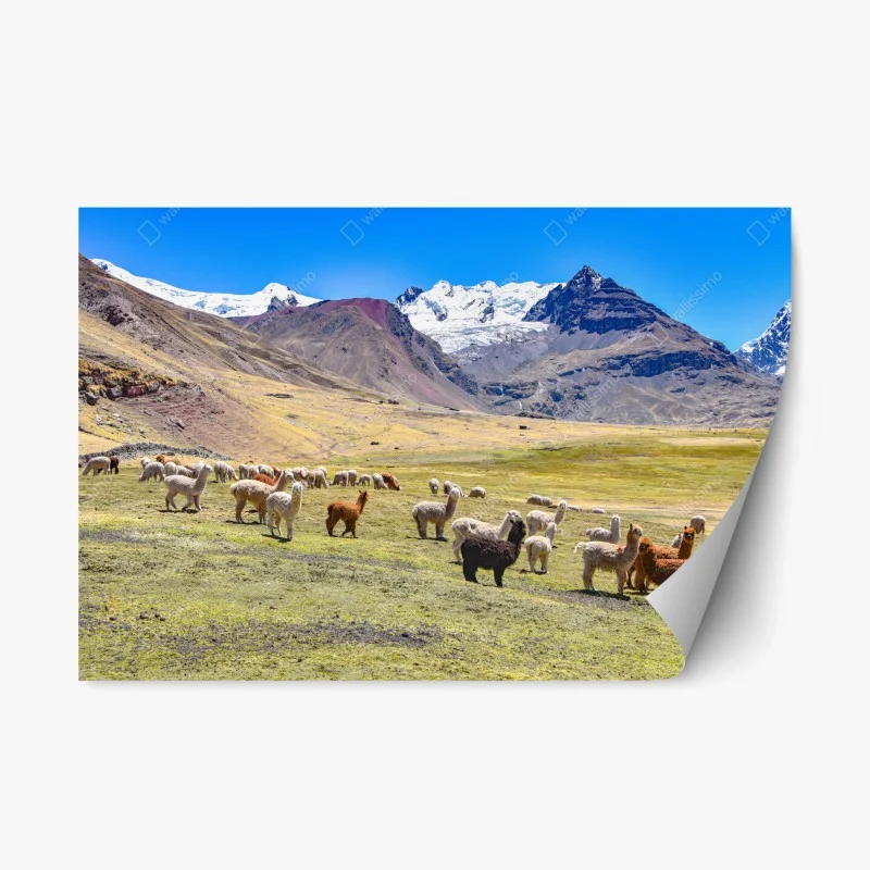Pegatina reposicionable paisaje de alpacas en Ausangate, Cusco