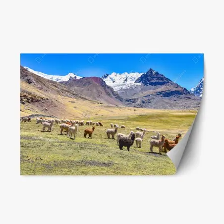 Pegatina reposicionable paisaje de alpacas en Ausangate, Cusco – Pixers®