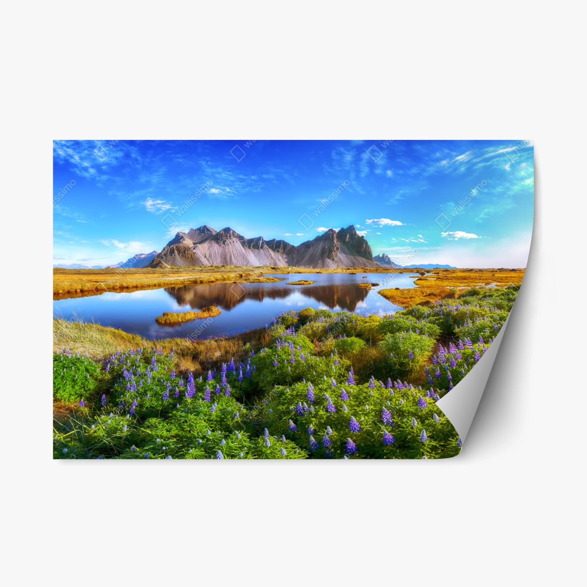 Pegatina reposicionable lupinos frente a Stokksnes, Vestrahorn – Pixers®