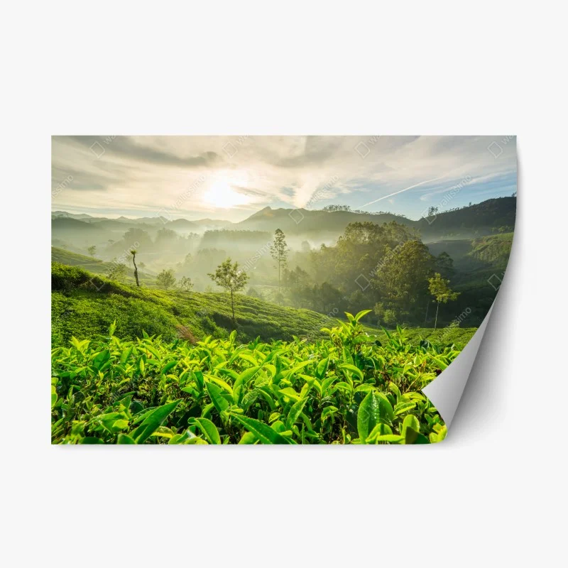 Pegatina reposicionable amanecer sobre plantaciones de té en Munnar