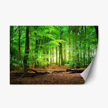 Pegatina reposicionable bosque esmeralda iluminado – Pixers®